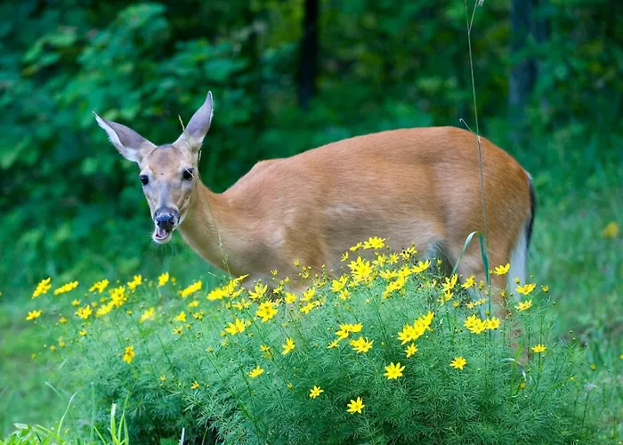 Ecrin D' Romantique Avec Jacuzzi 4* Castels